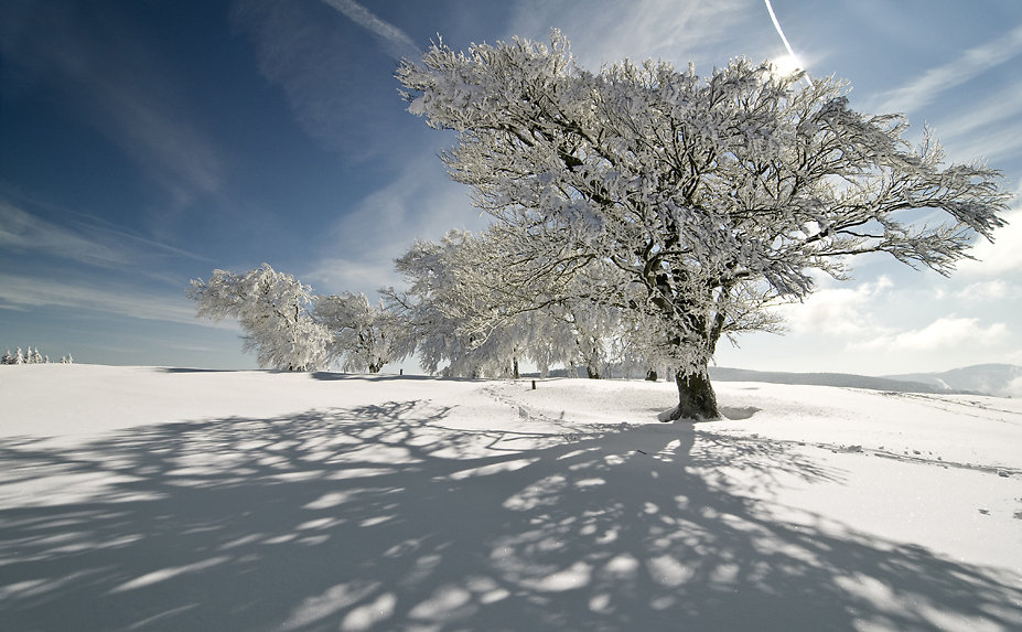 Bayerischer Wald
